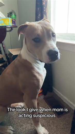 Don’t be suspicious 🤨 #adoptdontshop #dogsoftiktok #jjthedog #fyp