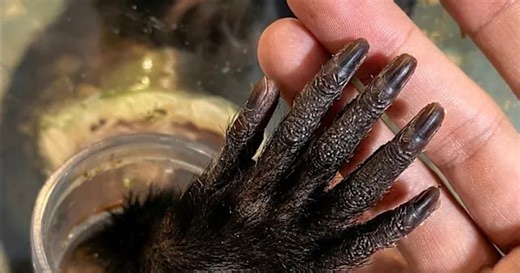 Monkey shares fruit with wildlife park visitor in China