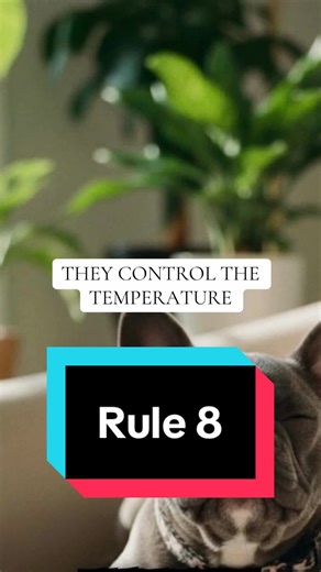 The thermostat is a suggestion. French bulldog behavior Frenchie behavior rules French bulldog temperature sensitivity Frenchie hot and cold behavior French bulldog comfort habits #Frenchie #FrenchBulldog #FrenchieLife #DogTok #FunnyDogs