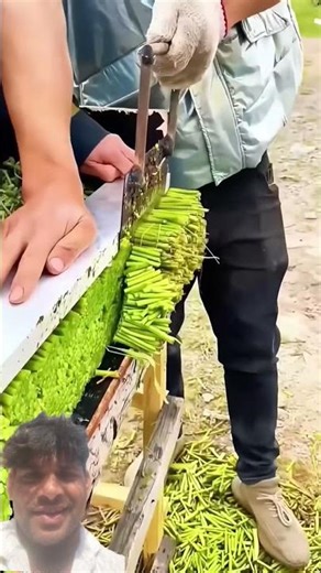 Traditional Sorghum Liquor Brewing - Pure Str...89DIY Fern Trimming Tool: A crisp, fragrant🤔🤔