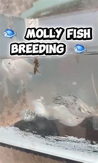 🐟 Molly Fish Breeding | Easy Guide for Beginners #fishing #trendingshorts#viralshorts