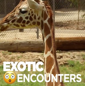 You gotta see what will be roaming in our studio on Arizona Daily Mix this MONDAY!!! Wildlife World Zoo, Aquarium & Safari Park is bringing in some #ExoticAnimals!🦁🦄🐵 Watch #ArizonaDailyMix weekday mornings starting at 8a on The New Channel 7! | CW7 Arizona