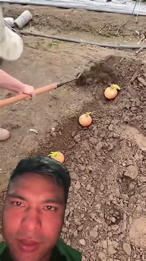 Piyaj lasun ropne Chinese sajilo tarika #farmer #agritech #bowing #nature #agriculture #harvest