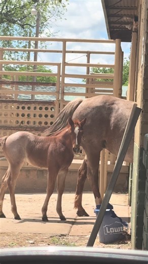 Best Vet appointment hands down | dog going to vet