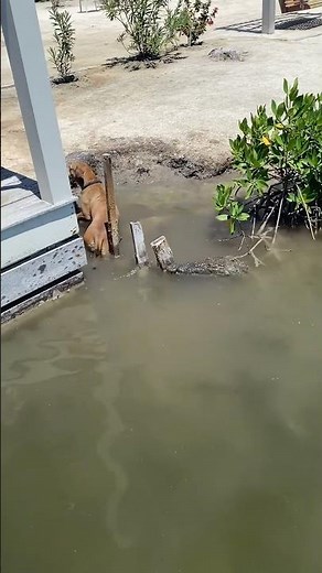 Shocking Footage Shows Dog Narrowly Escaping Crocodile Attack