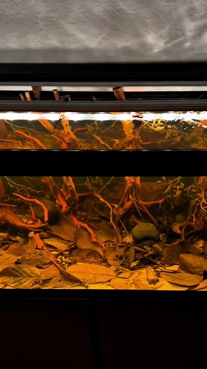 Explore the Amazon Rainforest Aquarium Experience