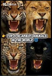Top 5 Animals That Will Scare You the Most 😱