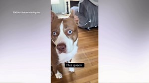 Owner shows off pit bull husky mix