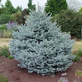 Montgomery Spruce