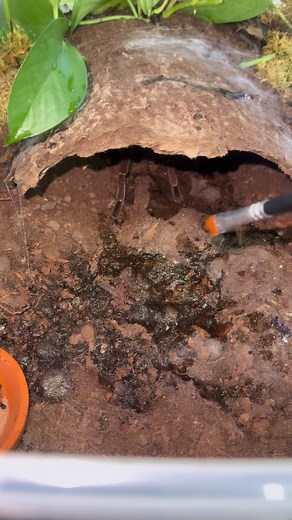 17K views · 497 reactions | Fun way to know this spiders size: Grab a ruler, go to the mirror, and place it beside your head. Then imagine what an 8-inch spider looks like if it was on your face. #theraphosastirmi #theraphosaapophysis #theraphosablondi #GoliathBirdeater #tarantula #spider #TarantulaCare #ArachnidAddict #pets #inverts #tarantulakeeper #insects #inverts #love | Ace Metallica | Facebook