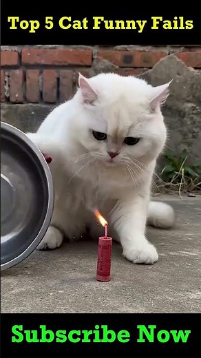 Top 5 Funniest Cat Expressions 😹 | Cute & Funny Cats | #Shorts