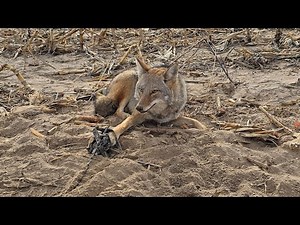 "Trapping Wild Fur " 2025-26 Trapline Fun, Sets, and Catching Critters.