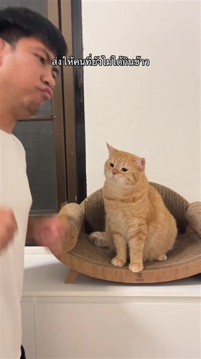 พิกี้: นุดพ่อเก็บแมวน่ารักเอาไว้