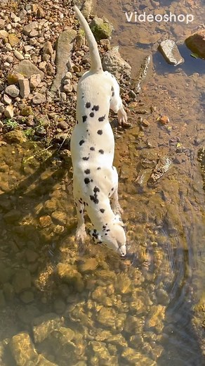 My dogs, Dog Park | Payton Christian