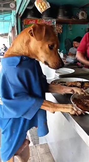 Dog Insights and Fun Facts