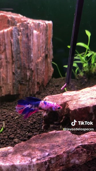 Reproducción de Bettas: Despedida de la Hembra