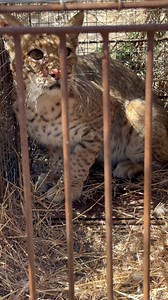 37K views · 779 reactions | Bobcat catch | Dunlap LURES | Facebook