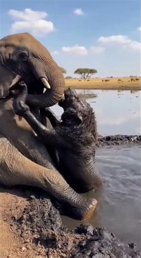 Elephant Saves Lion from Deep Mud – Unbelievable Wildlife Rescue!