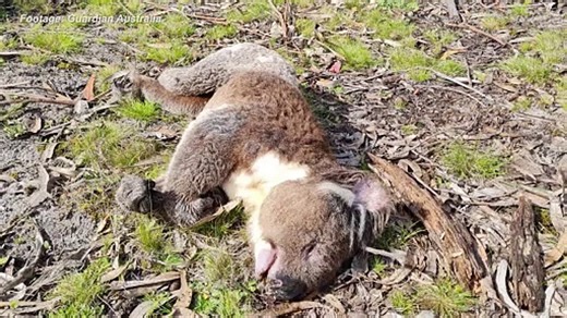 Koalas clung to falling gum trees, logging halted amid investigation