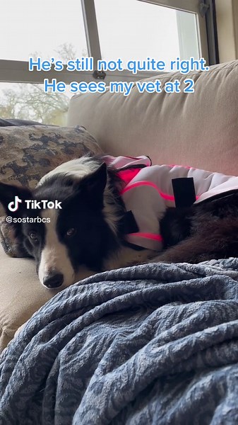 Adorable Dog's Cozy Moments Before Vet Visit