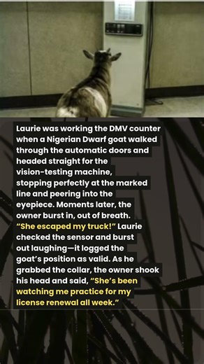 ESCAPED GOAT COMPLETES DMV VISION TEST 🐐📋😂