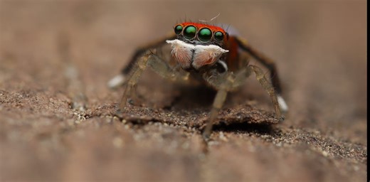 Tiny splendid peacock spiders have the fastest known jump among their kin – new study