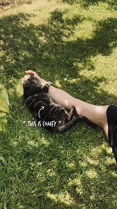 145K views · 2.6K reactions | That shoulder ‘cat carrying’ bag is a great invention   . . . . . . . . . . #cat #catsofinstagram #cats #catstagram #instacat #catlover #catoftheday #catlovers #cats_of_instagram #ilovemycat #catsagram #lovecats #catlife #tabbycat #cutecat #catlove #kittycat #instacats #caturday #vacations #instagramcats #cats_of_world #mycat #cutecats #lippy #catdad #cat_features | Harry & Lippy | Facebook