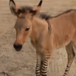 A Zonkey (Half Donkey, Half Zebra) Was Just Born and It's Oddly Adorable—See the Pics!