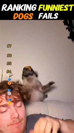 Top 5 Funniest Dog Fails Ranked 2026 😂 Golden Retriever Slide Disaster #1 #funny #memes #pets #top5