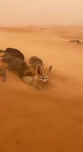 Heartwarming Desert Rescue of a Fennec Fox A fennec fox finds hope as it's saved from the desert. #fblifestyle #AI Generated using Kling AI . . . (For entertainment purposes only. Consult professionals if guidance on activities is presented. No brand affiliation is implied if any are shown. If inspired by true events, creative adaptations may be included. Content may include public footage.) | Fabiosa Daily