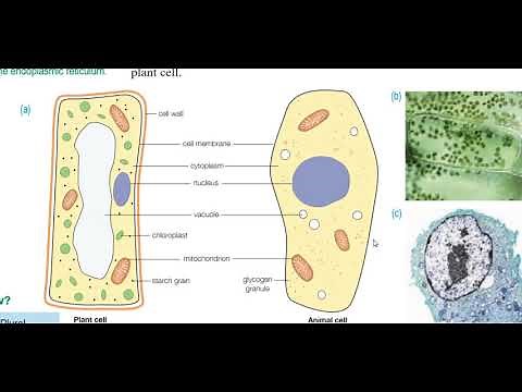 Integrated Science for Caribbean Secondary Education Certificate (CSEC). Topic- Cells