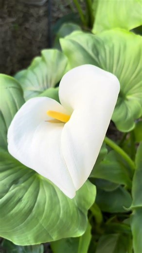 Good Morning, Spring 🤍☀️White Blooms in the Sun