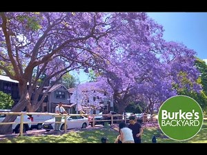 Jacaranda. How to grow Jacaranda. How to get Jacaranda to Flower