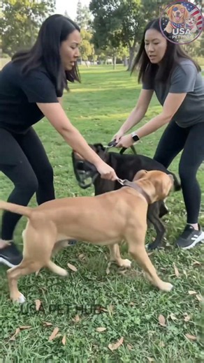 MISTAKE #30 — Not Using Proper Introduction Technique With Other Dogs