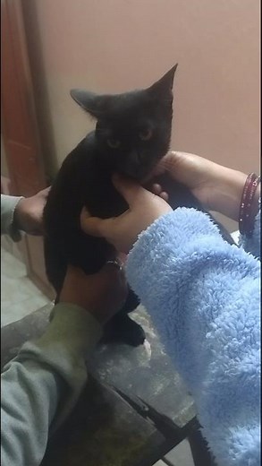 How to help a constipated cat. #cat