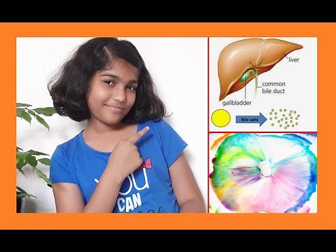 Digestive System Experiment: How Does Bile Break Down Fat | Magic Milk