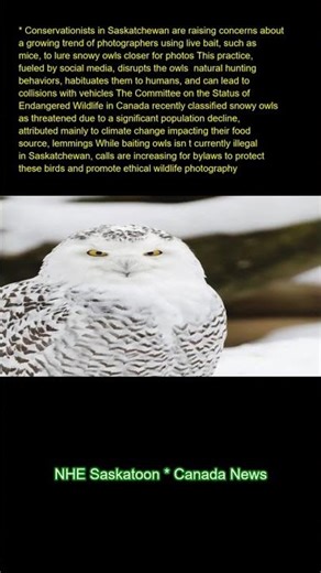 Conservationists in Saskatchewan are raising concerns about a growing trend of photographers using l