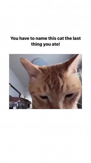 Living with an orange cat is a crash course in ‘expect the unexpected.’