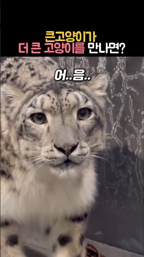 큰 고양이와 더 큰 고양이 #동물 #눈표범 #설표 #호랑이