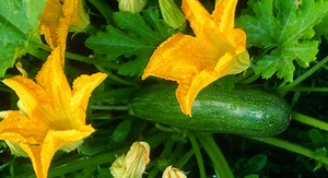 12 conseils pour réussir l'arrosage des courgettes