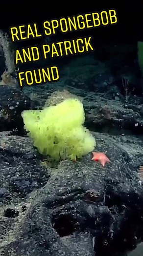 Are you ready kids?! A real life SpongeBob and Patrick were found in the ocean this week.#spongebob #ocean #science #NOAA (Video: NOAA)