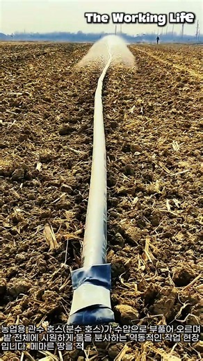 농업용 분수 호스 설치 및 관수 작업 현장 #worker #process #irrigation #farming #agriculture