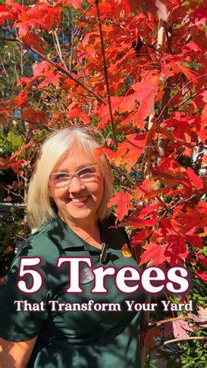 🌳 Best Trees for Your Landscape Looking to level up your yard? These top picks bring color, structure, and beauty through every season 👇 🍁 October Glory Maple: Brilliant red-orange fall color and strong shade! Grows 40–50 ft tall. 🍂 Autumn Blaze Maple: Fast-growing with fiery fall foliage. Reaches 40–50 ft tall. 🌸 Yoshino Cherry: Covered in soft pink-white blooms each spring. Grows 25–35 ft tall. 🌿 Little Gem Magnolia: Compact evergreen with fragrant white blooms. Grows 15–20 ft tall. 🌲 G