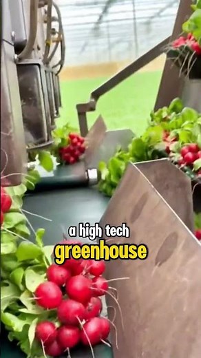 This Robot Harvests Radishes Perfectly — No Human Hands Needed! #smartfarming #RadishHarvester