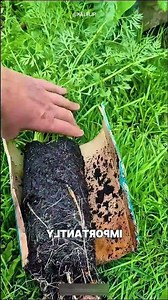 Do you know how to grow carrots using a milk carton? 🥕🌱 #shorts