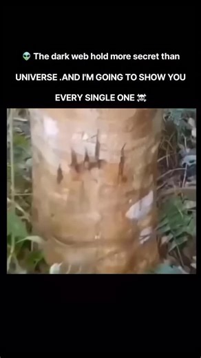 DARKWEBPOINTONLY on Instagram: "Follow @darkwebpointonly 🔫 日本利用压电瓷砖将脚步转化为电能。这些瓷砖捕捉来自你脚步的动能。当你行走时，你的重量和动作会对瓷砖产生压力。瓷砖会轻微弯曲，从而产生机械应力。瓷砖内部的压电材料将这种应力转化为电能。每一步都会产生少量电荷，而数百万步结合在一起就能产生足够的电力来驱动LED 灯、数字显示屏和传感器。在像涩谷车站这样繁忙的地方，每天大约有240万个脚步为这一系统作出贡献。 这些电能可以被储存或立即使用，从而减少对传统电力来源的依赖，并支持可持续的城市基础设施。 这种方法将日常运动转化为实用的可再生能源 #日本#知识#事实 #你知道吗 #推荐 #科技#创新#历史 #技术 #实验#热门"