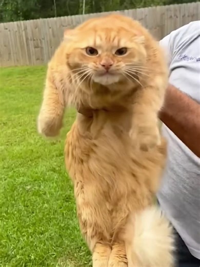 Understanding Orange Cat Behavior: Funny Moments