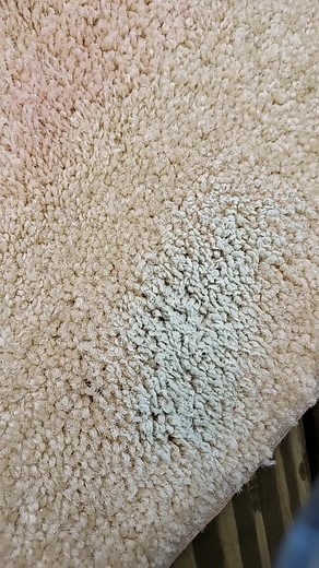 How to Remove Toothpaste Stains From Carpet: Carpet Cleaning Tutorial