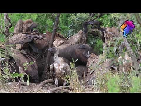 Incredible Sights and Sounds of Vultures Eating an Elephant - Kruger National Park Videos.