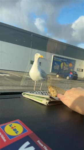 Crystal Ann on Instagram: "Seagull shit on the car…. #seagulls #SeagullSquad #seagullsofinstagram #seagulllife #seagullphotography"